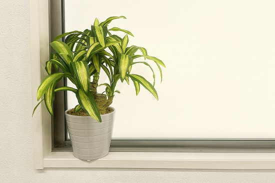 窓に観葉植物を飾る